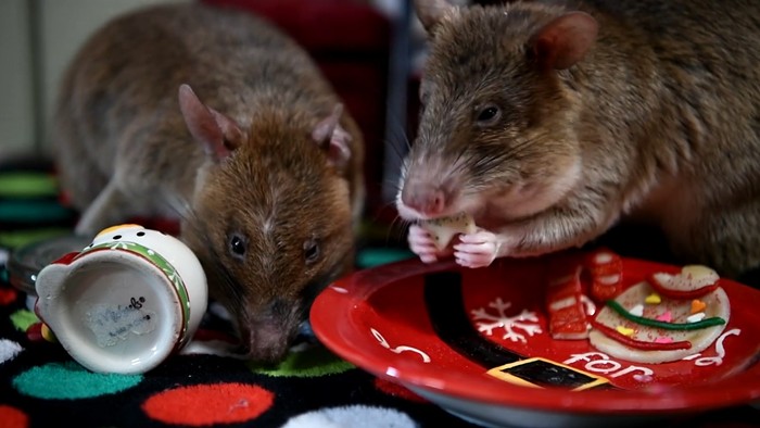 Please Enjoy This Video of Christmas Rats